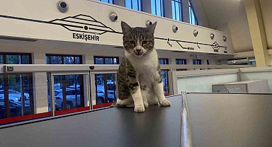 Eskişehir Tren İstasyonu'nun müdavim kedileri