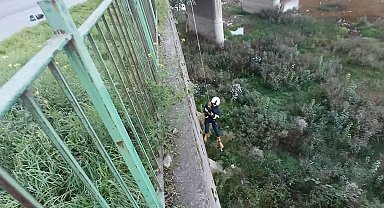 Filyos Çayı'na düşen yavru kedi kurtarıldı