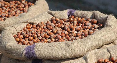 Fındık üreticilerinden Ferrero'ya "manipülasyon" tepkisi: "Amaç üreticiyi panikletip ucuza fındık almak"