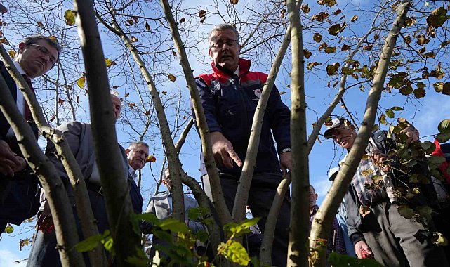 Fındıkta çok dal, çok fındık anlamına gelmiyor