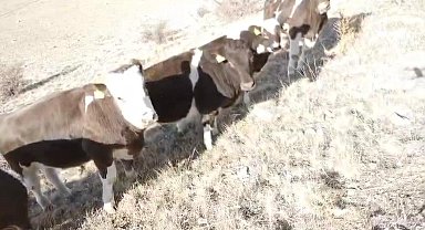 Firar eden inekleri jandarma ekipleri buldu