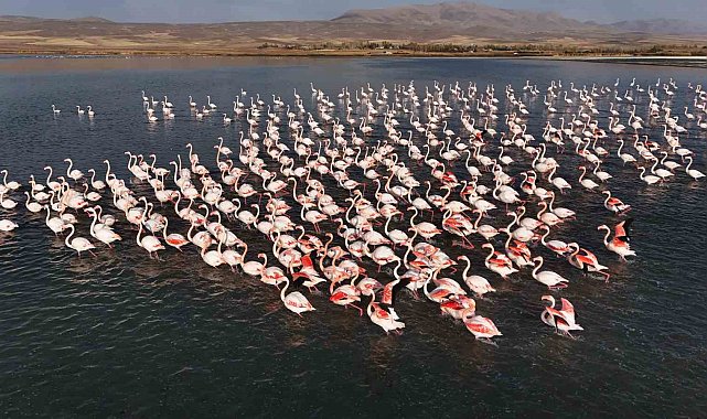 Flamingolar, Erçek Gölü'ndeki konaklama süresini uzattı