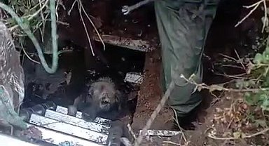 Foseptik çukuruna düşen köpeği itfaiye kurtardı