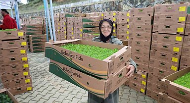 Gebzeli çiftçiye 500 bin sebze fidesi