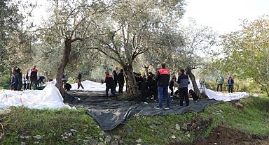 Geleceğin çiftçileri zeytin hasadında