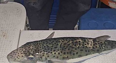 Gemlik Körfezi'nde benekli balon balığı şoku