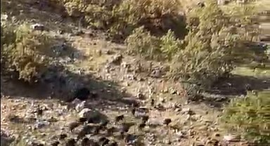 Gercüş'te domuz sürüleri görüntülendi