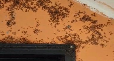 Gönen'de kara sinek istilası;