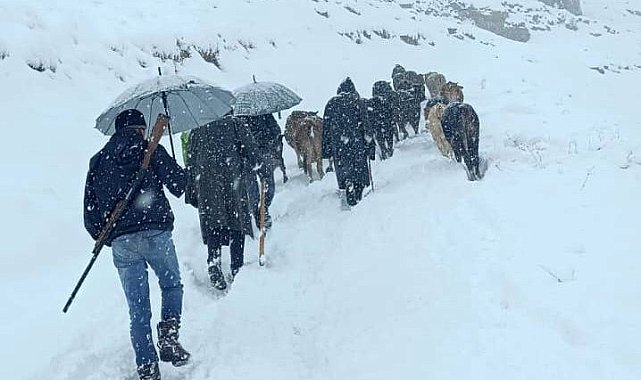 Hakkari'de dağda mahsur kalan sürü kurtarıldı