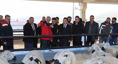 Hane başı yüzde 70'i hibe olarak 50 koyun 2 koç dağıtıldı