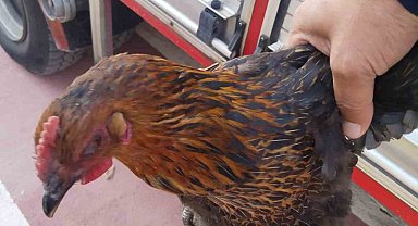 Harşit Çayı'na düşen tavuğu itfaiye kurtardı