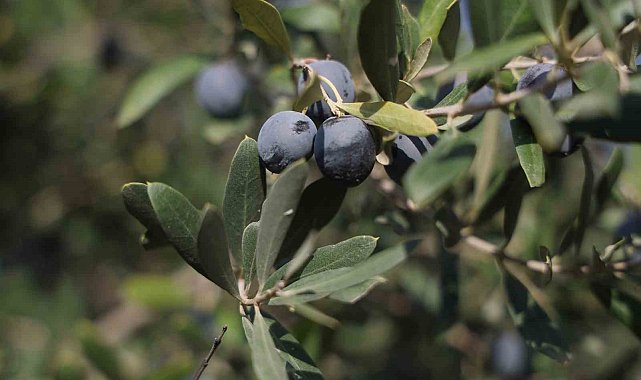 Hatay'da 17 milyon 102 bin ağaçta, 201 bin ton zeytin rekoltesi bekleniyor