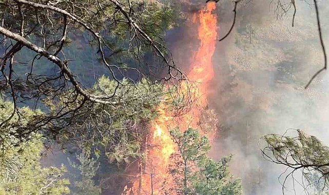 Hatay'da orman yangını