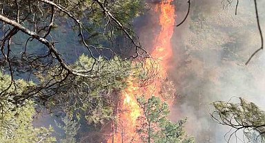 Hatay'da orman yangını