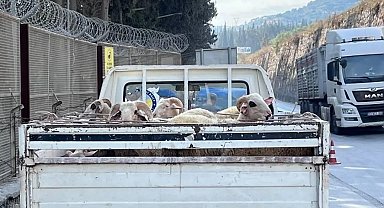 Hayvan hastalıkları ile mücadelede yol kontrolleri devam ediyor