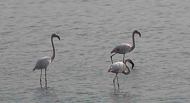 Hersek Lagünü'nde flamingo popülasyonu artıyor