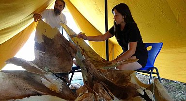 Heyecanlandıran keşifte 16 metrelik balinanın kemikleri birleştirilmeye başlandı