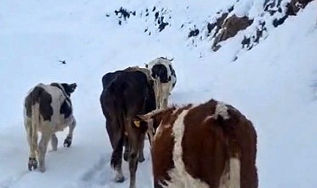 Hizan'da yayladaki hayvanlar kara hazırlıksız yakalandı