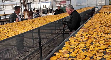 Honaz'ın meşhur cennet hurması bu kez cips olarak damakları şenlendirecek