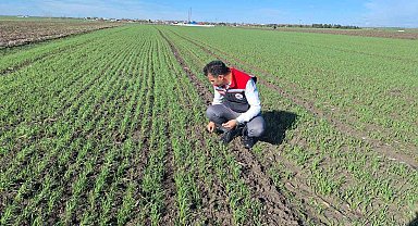 Hububat tarlalarında 'ekin kambur böceği' tehlikesi