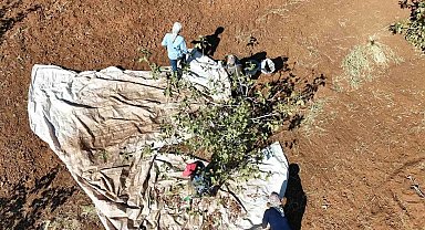 İdil'de fıstık hasadı başladı