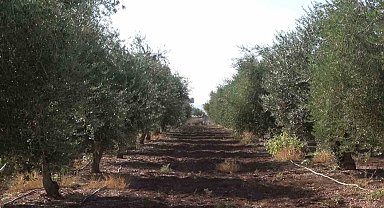 İdil'de zeytini don vurdu