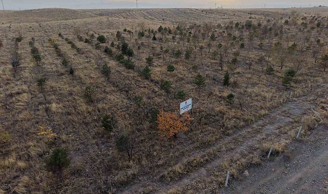 Iğdır'da fidanlar toprakla buluştu