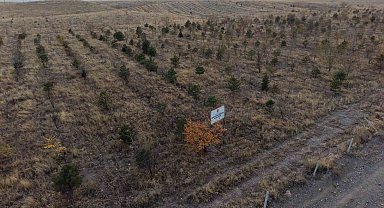 Iğdır'da fidanlar toprakla buluştu