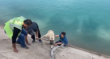 İki çocuklu kahraman anne Fırat'a düşen kangalı böyle kurtardı