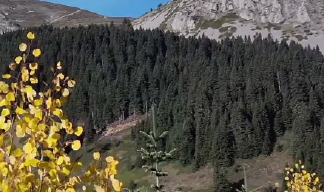 Ilgaz Dağı sonbaharda renk cümbüşü