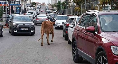 İnekler şehre indi, trafikte ilginç görüntüler oluştu