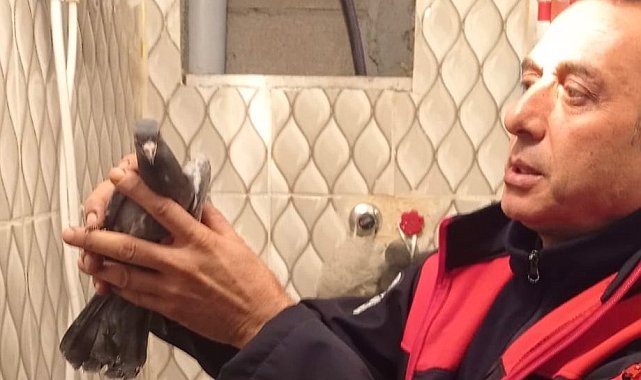 İskenderun'da itfaiye ekiplerinden güvercin kurtarma operasyonu