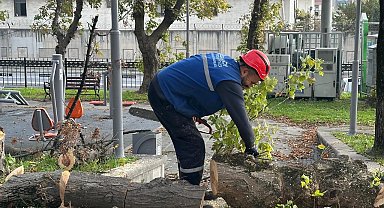 İstanbul Bakırköy'de teke böceğine karşı etkin mücadele