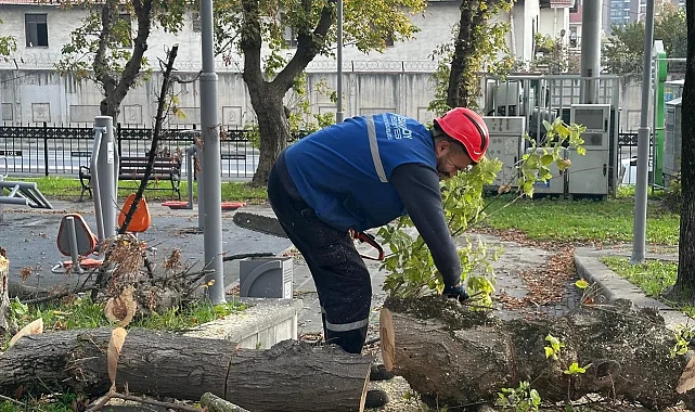 İstanbul Bakırköy'de teke böceğine karşı etkin mücadele