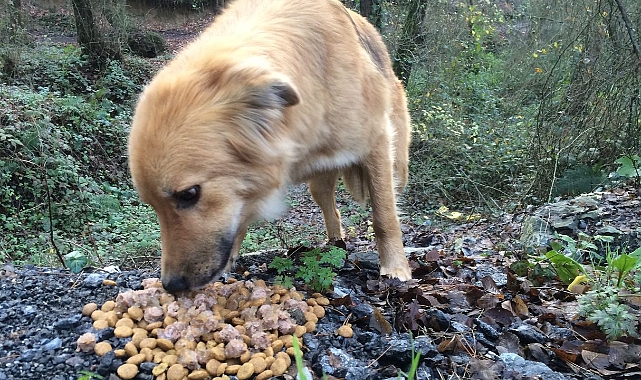 İstanbul’da sokak köpeklerini 'Kontrolsüz Beslemek' yasaklandı