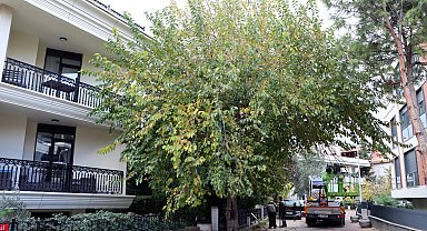 İstanbul Maltepe'de budama çalışmaları başladı