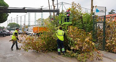 İstanbul Maltepe'de budama zamanı