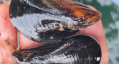 İstanbul'daki gıda zehirlenmesi ve kaçak midye gerçeği