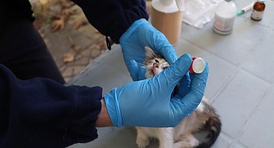 İstanbul'da hayvanlara yerinde tedavi