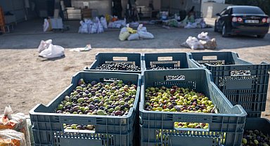İzmir Bornova'da zeytin dalından sofraya ücretsiz ulaşım