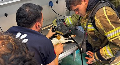 İzmir'de itfaiyeden can dostlara kahramanca müdahale