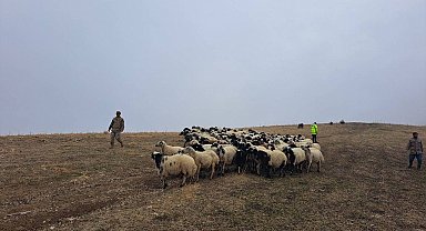 Jandarma arazide kaybolan küçükbaş hayvanları bularak sahibine teslim etti