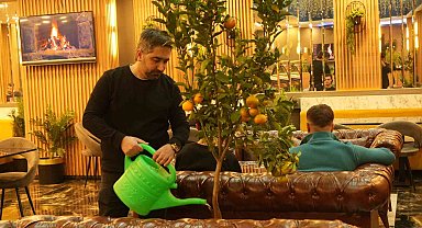 Kafede mandalina yetiştiriyor, müşterilerle paylaşıyor