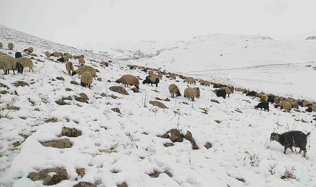 Kar yağdı, koyun sürüsü yaylada kaldı