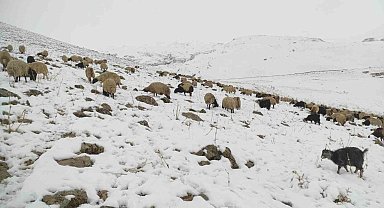Kar yağdı, koyun sürüsü yaylada kaldı