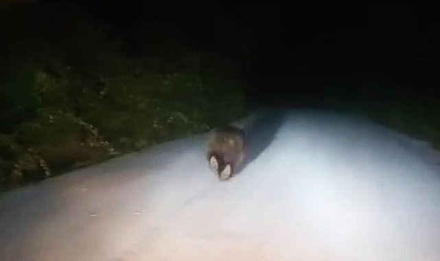 Karabük'te yolda koşan ayı kamerada