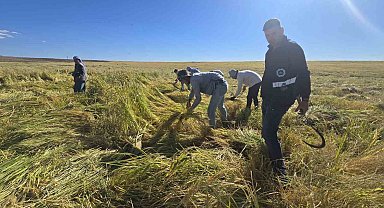 Karacadağ pirincinde ilaç kalıntısı olmadığı analizlerle doğruladı