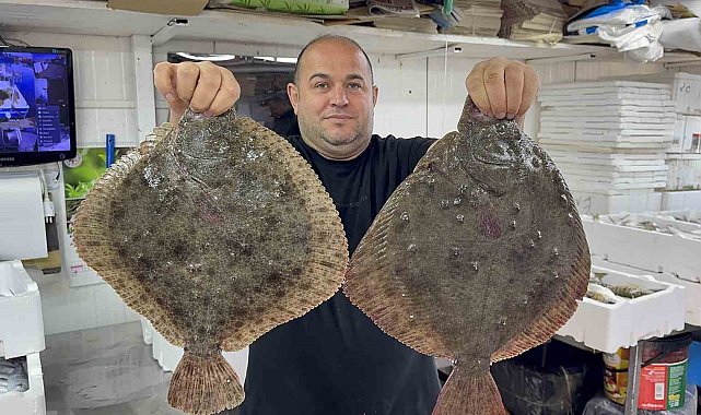 Karadeniz'de hamsi bereketi diğer balık türlerini de canlandırdı