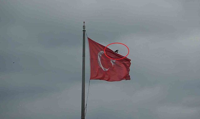 Karganın Türk bayrağı inadı