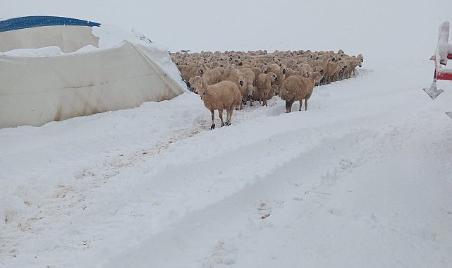 Karın ağırlığına dayanamayan çadır çöktü, 8 koyun telef oldu